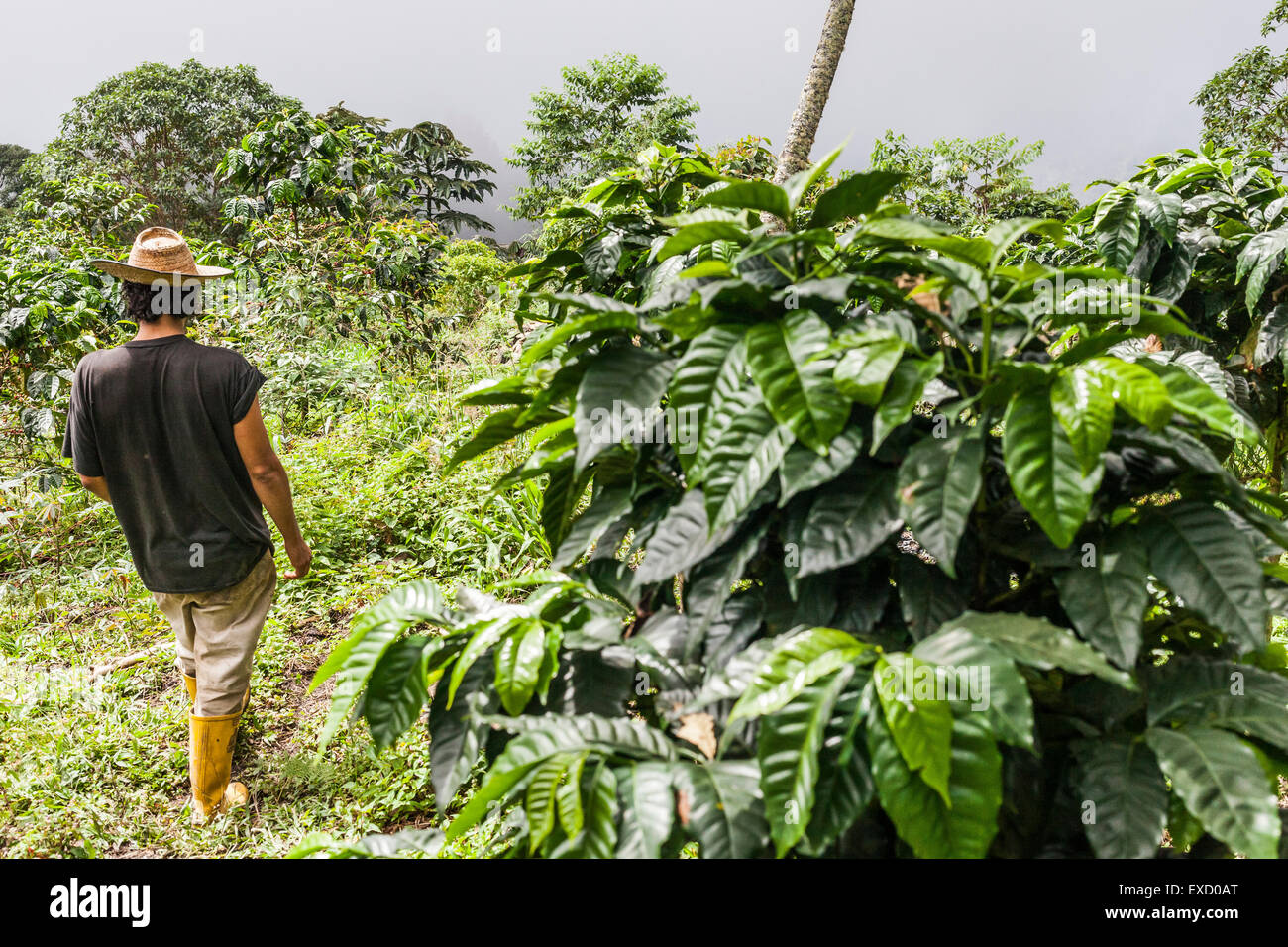 Juan Carlos Vergara, proprietario del one-man organico piantagione di caffè "ile alta Caffè' nella Sierra Nevada de Santa Marta, Colo Foto Stock