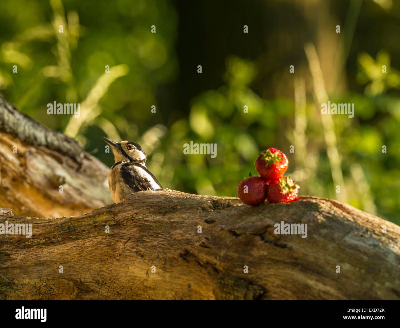 Frutti selvatici, mi sento un po' un certo languorino.', grande promo shot per la campagna pubblicitaria, retail, negozio di generi alimentari, ecc. Foto Stock