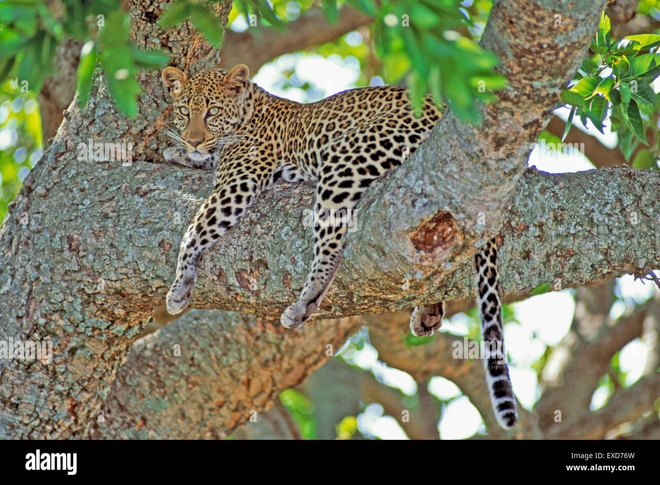 Leopard Africana appoggiata nella struttura ad albero, guardando Foto Stock