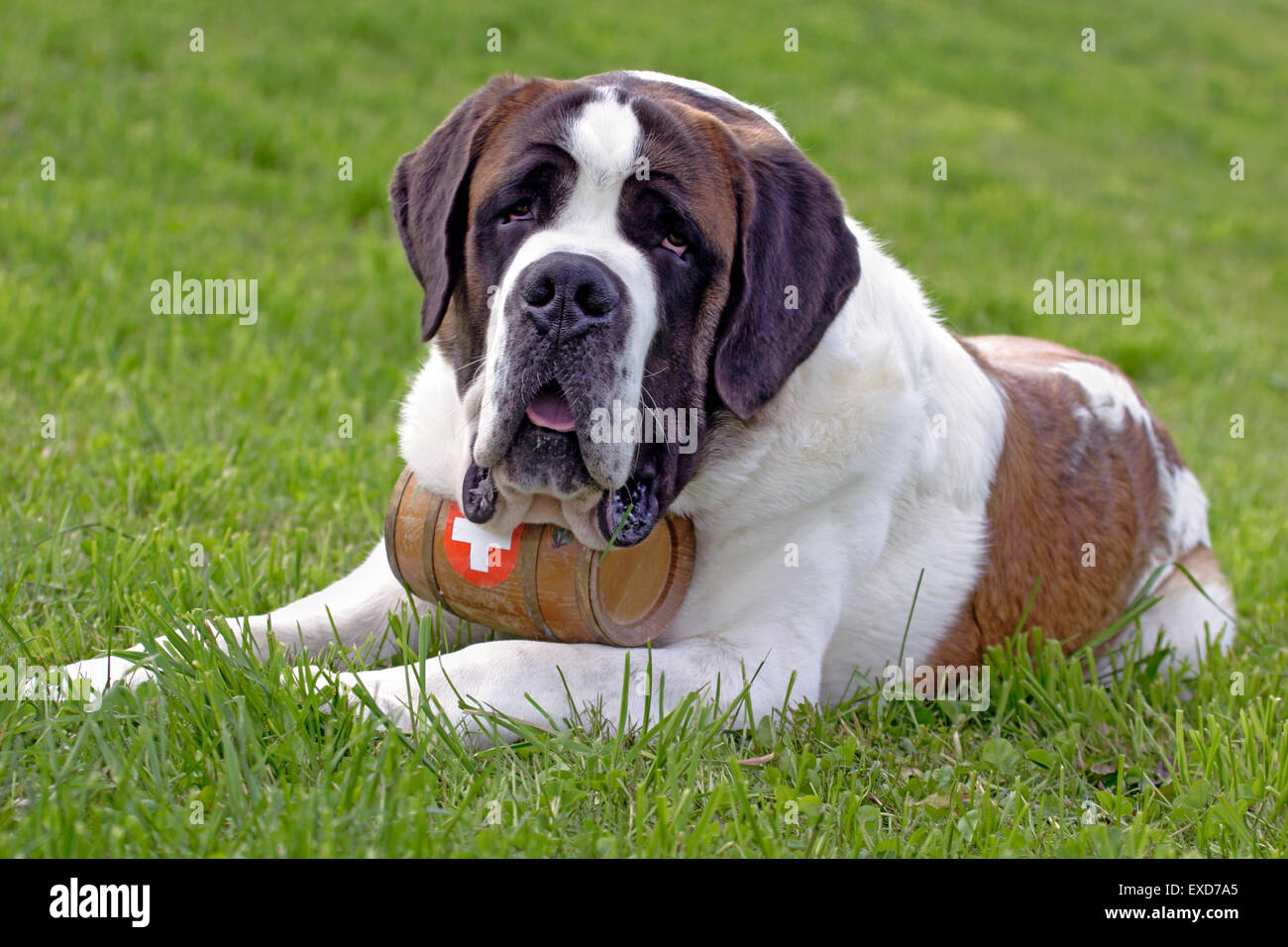 San Bernardo cane, maschio sull'erba, ritratto Foto Stock