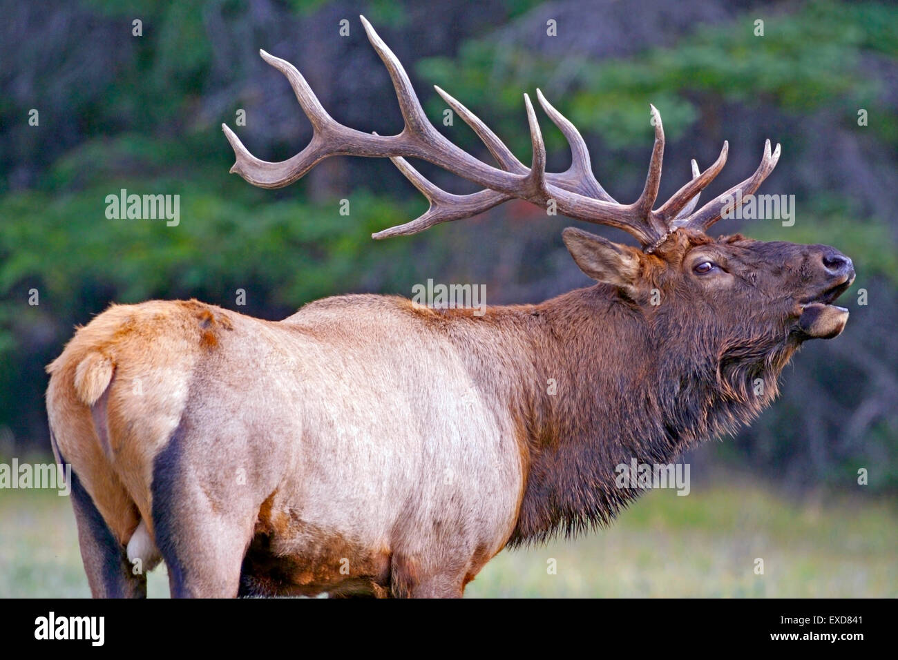 Wapiti Elk Bull con grandi corna di cervo in piedi al bordo della foresta, chiamando Foto Stock