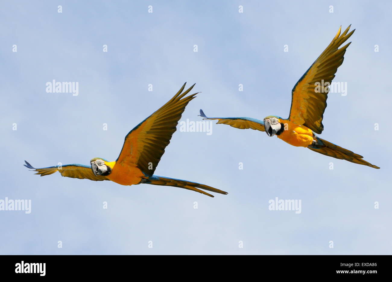 Coppia di South American blu e giallo Macaws (Ara ararauna) in stretta volo. Noto anche come blu e oro macaw. Foto Stock