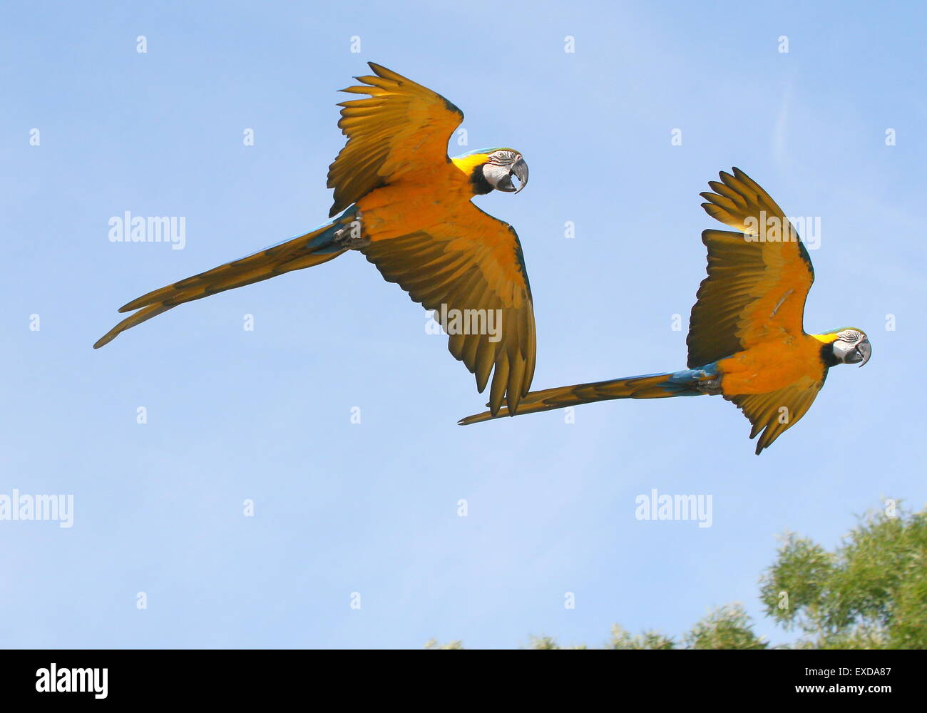 Coppia di South American blu e giallo Macaws (Ara ararauna) in stretta volo. Noto anche come blu e oro macaw. Foto Stock