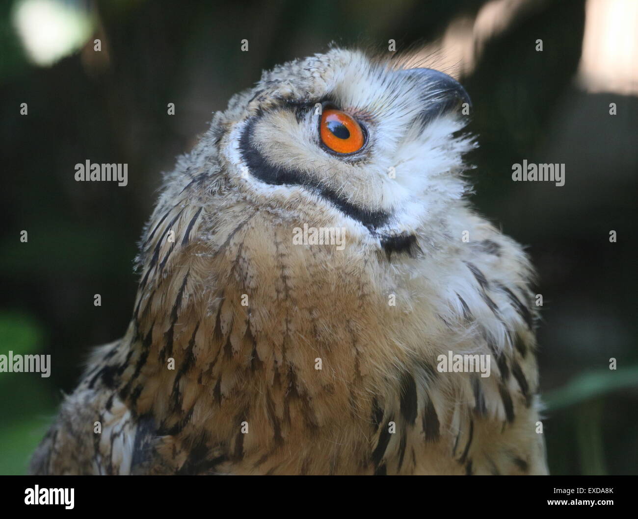 Indian Eagle-Owl (Bubo bengalensis), a.k.a.Rock Gufo reale o il Bengala Gufo Reale. Foto Stock