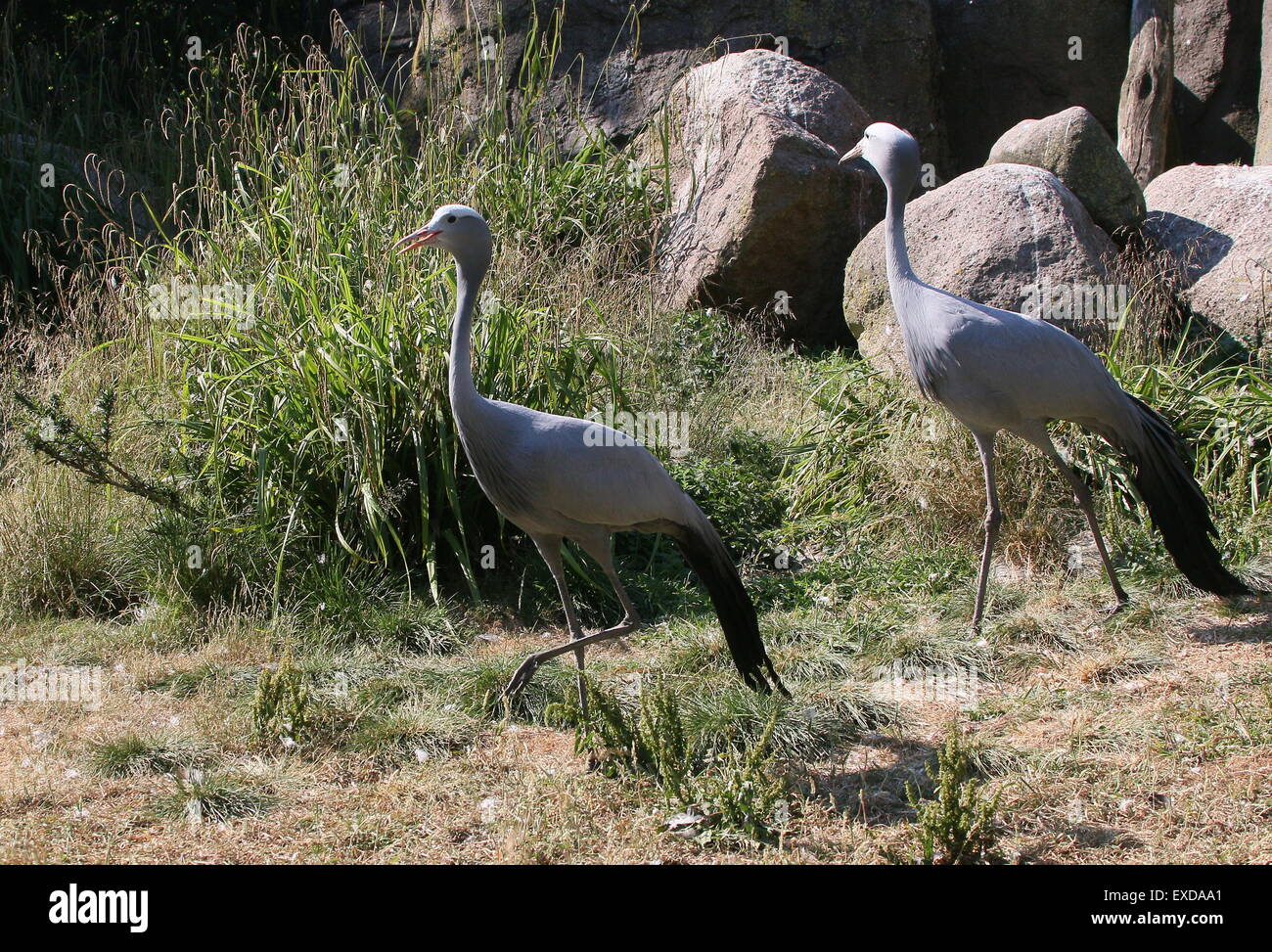 South African Blue Crane (Grus paradisaea, Anthropoides paradisaea), a.k.a. Il paradiso o Stanley gru Foto Stock