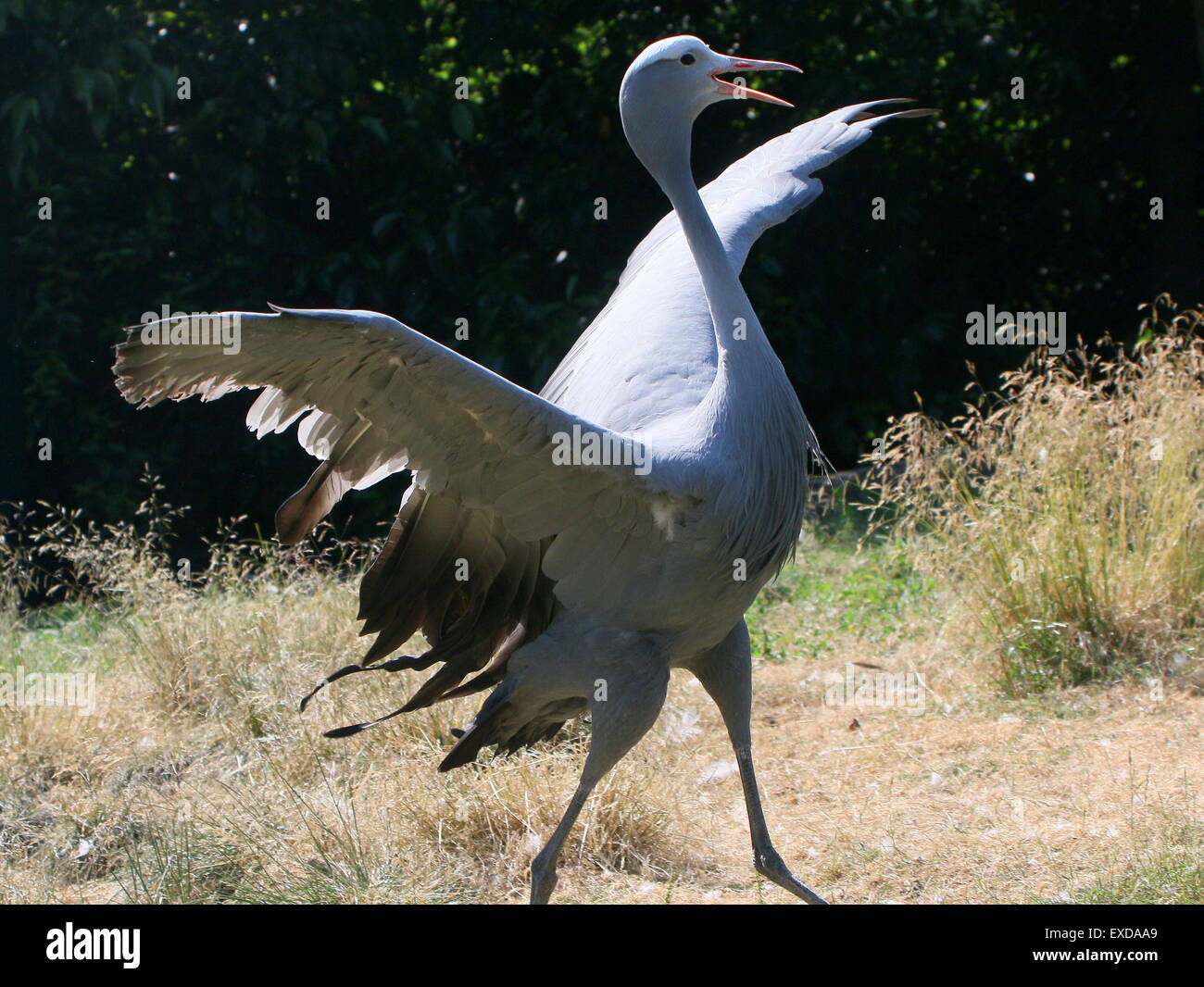 Di corteggiamento da un maschio di South African Blue Crane (Grus paradisaea, Anthropoides paradisaea) - Captive Bird, ritagliato ali Foto Stock