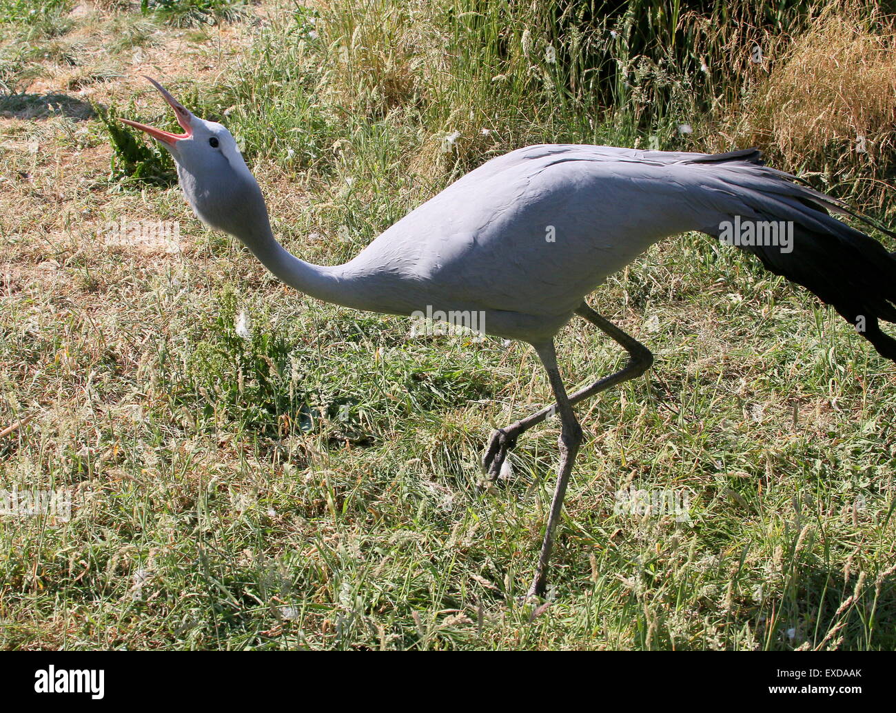 Di corteggiamento di un sudafricano Blue Crane (Grus paradisaea, Anthropoides paradisaea), a.k.a. Il paradiso o Stanley gru Foto Stock