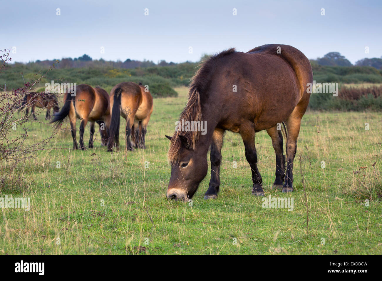 Exmoor Pony; ha guidato; pascolo Greenham Common; Berkshire, Regno Unito Foto Stock