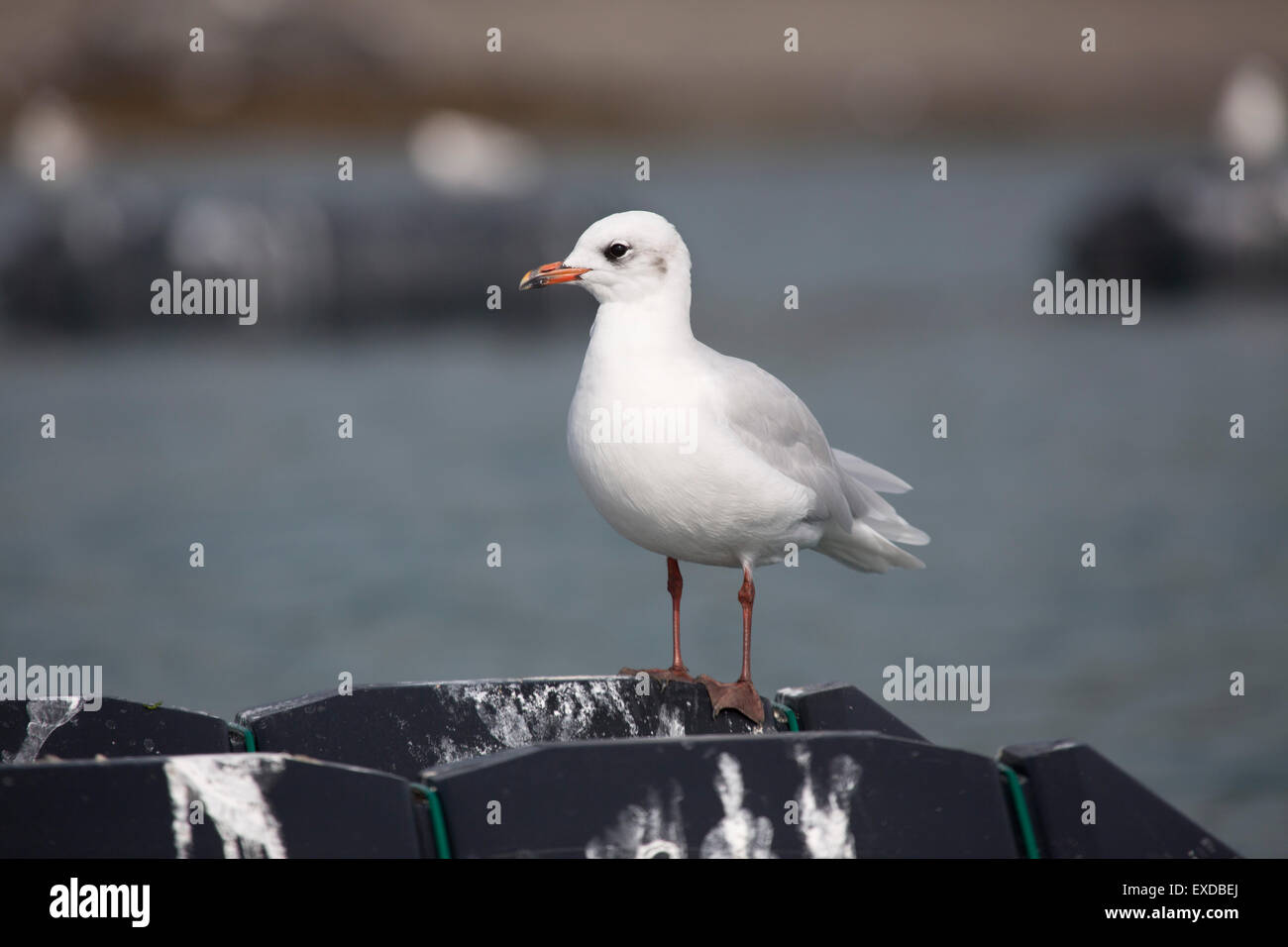 Gabbiano mediterraneo; Larus melanocephalus singolo; piumaggio invernale; Cornovaglia; Regno Unito Foto Stock