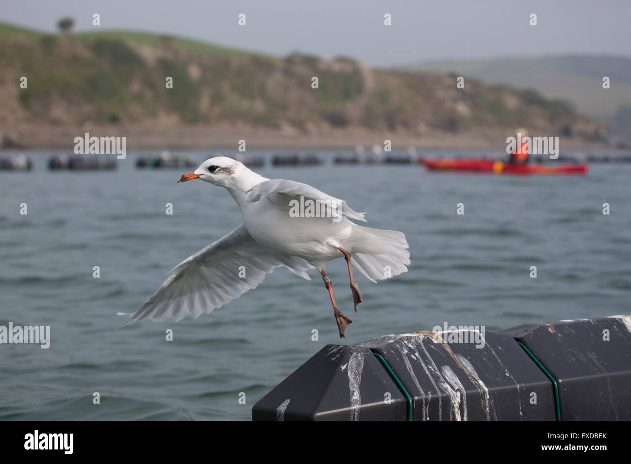 Gabbiano mediterraneo; Larus melanocephalus solo prendendo il largo; Cornovaglia; Regno Unito Foto Stock
