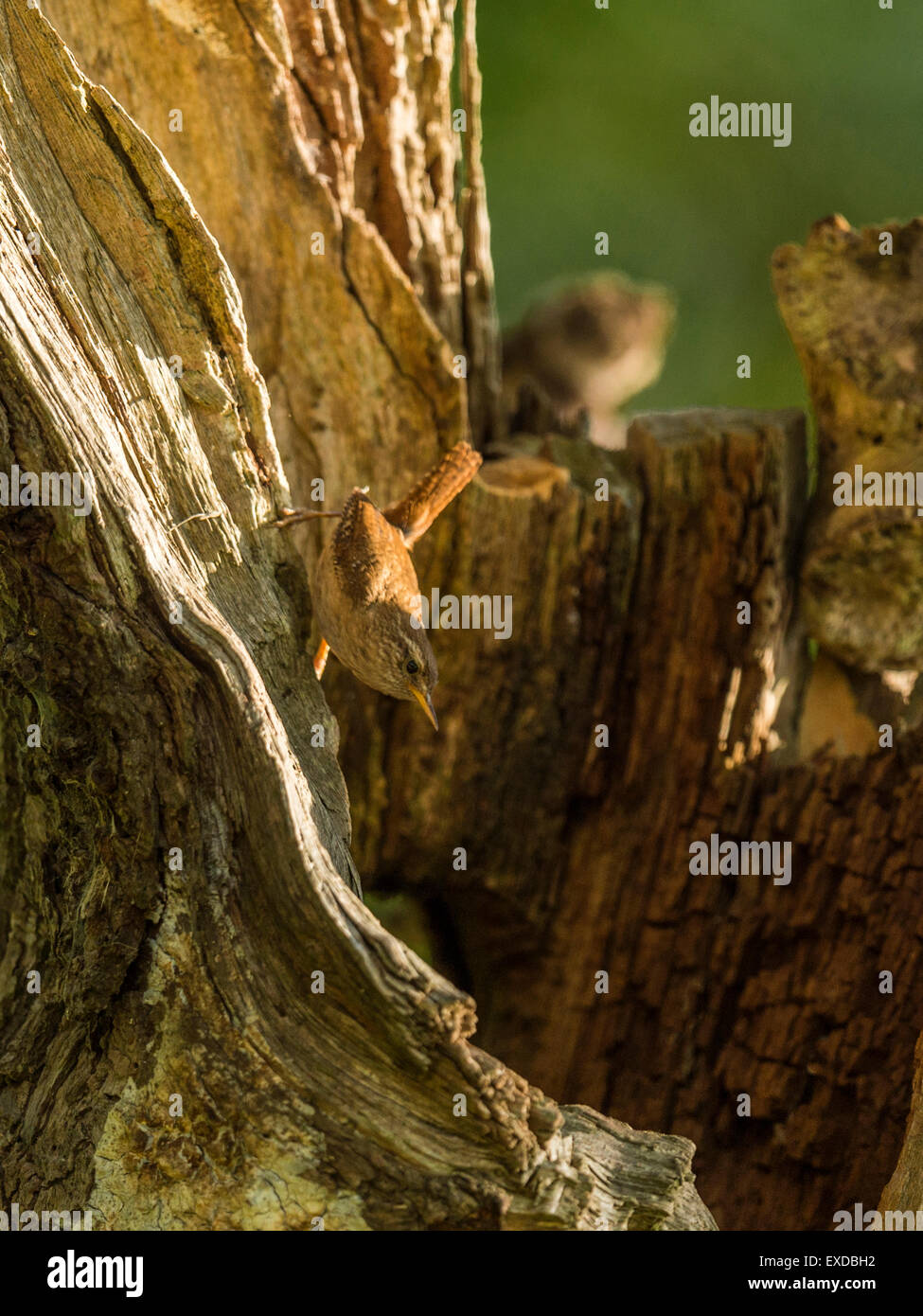 British Wren raffigurato chiacchiere su un vecchio legno fatiscente ceppo di albero, bagnata in prima serata dalla luce del sole. Foto Stock