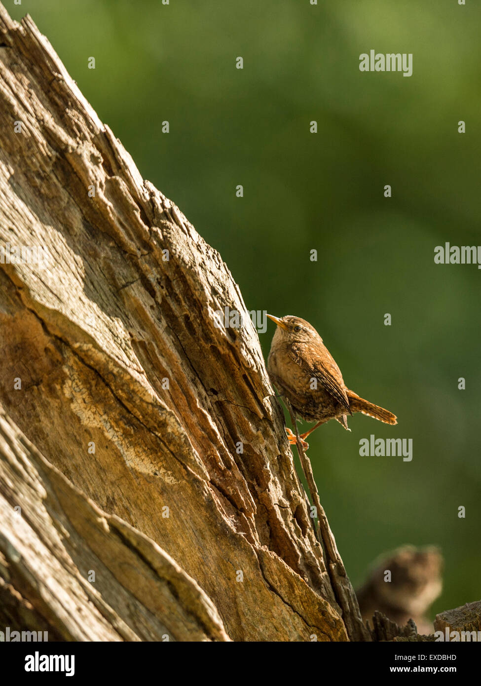 British Wren raffigurato chiacchiere su un vecchio legno fatiscente ceppo di albero, bagnata in prima serata dalla luce del sole. Foto Stock