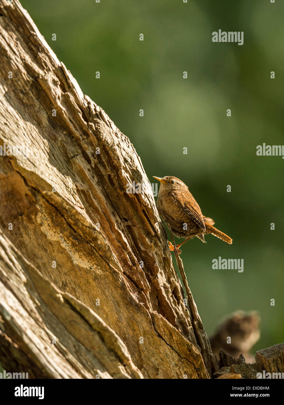 British Wren raffigurato chiacchiere su un vecchio legno fatiscente ceppo di albero, bagnata in prima serata dalla luce del sole. Foto Stock