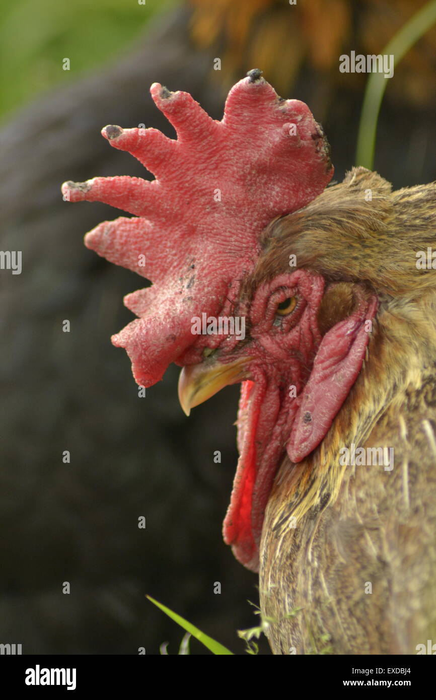 Gallo, Rooster marrone e rosso di pollo, Inghilterra. Foto Stock