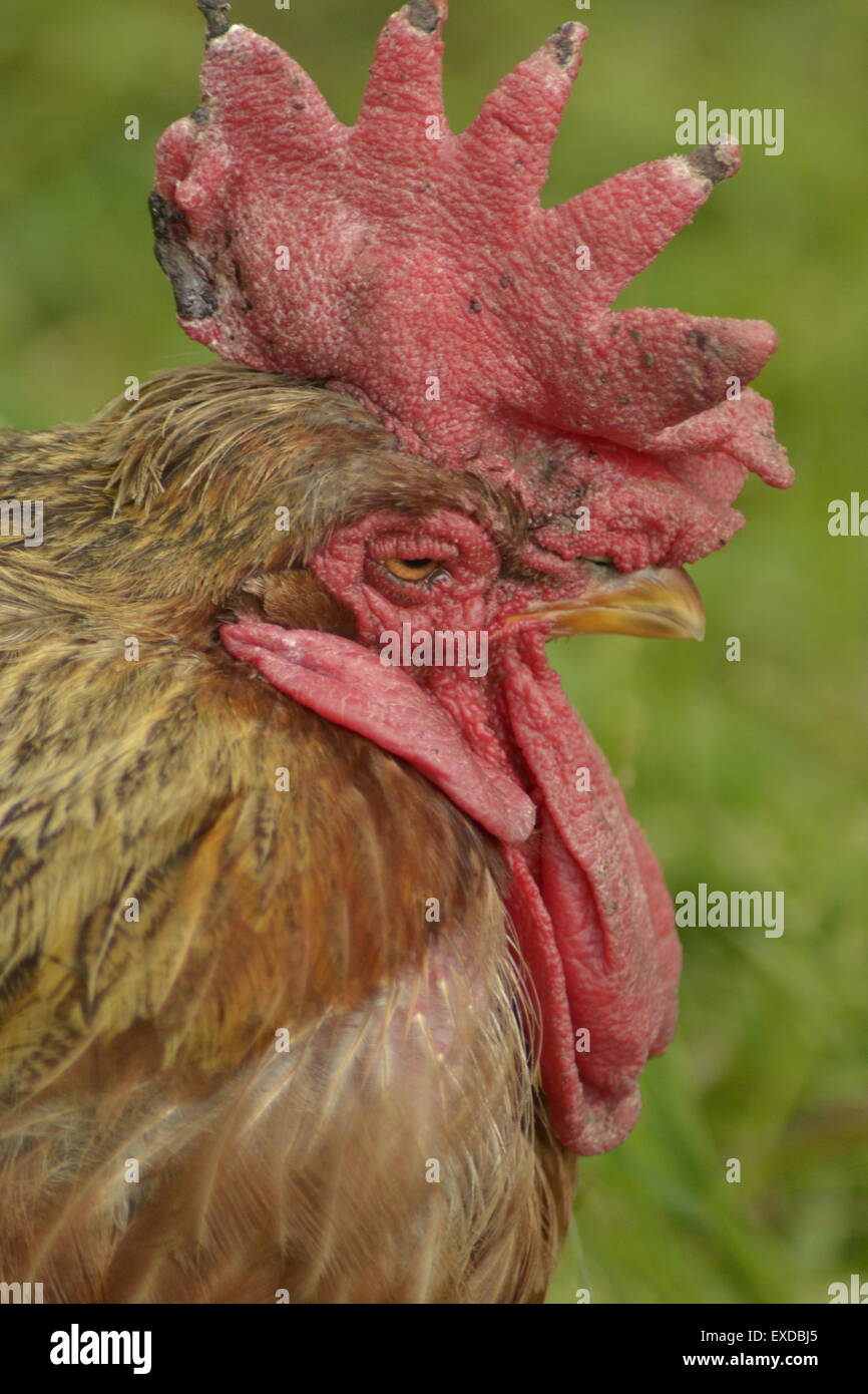 Gallo, Rooster chi sta guardando molto scontroso, Inghilterra. Foto Stock