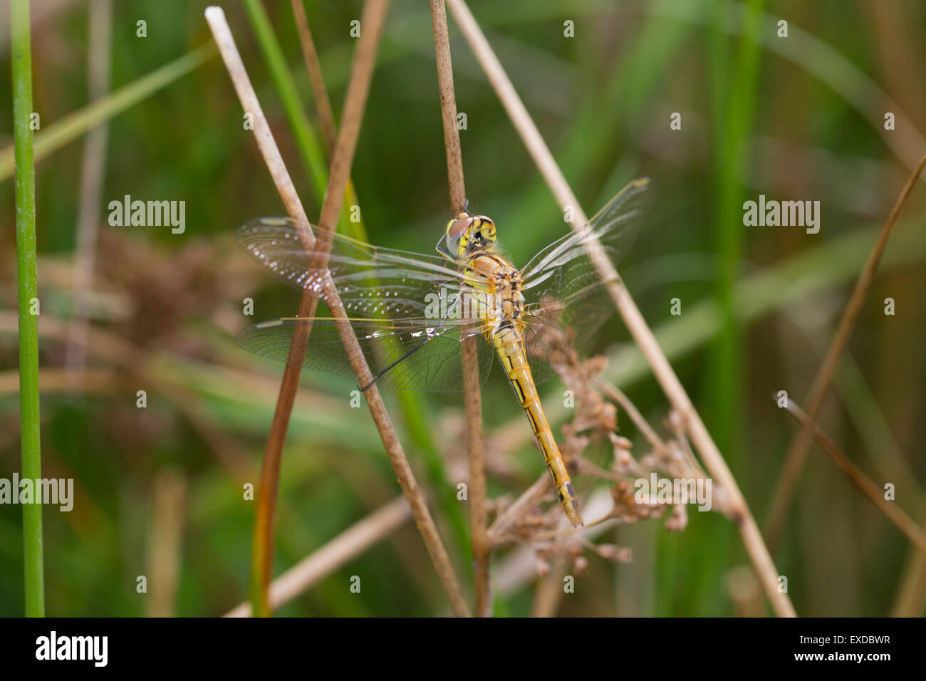 Venato rosso Darter Dragonfly; Sympetrum fonscolombii singolo immaturo; Cornovaglia; Regno Unito Foto Stock