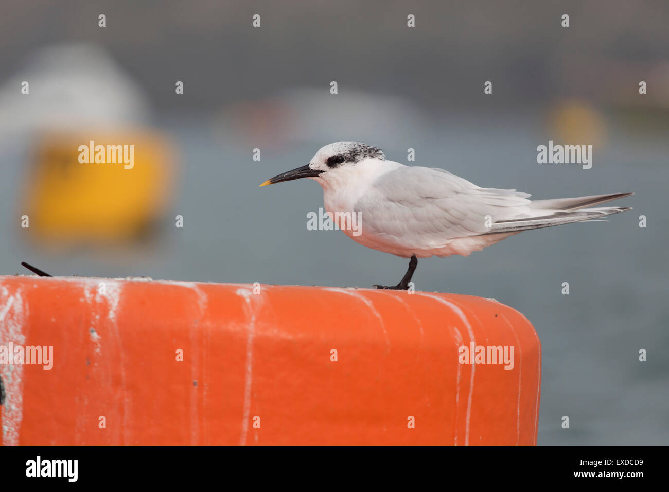 Sandwich Tern; Sterna sandvichensis singolo adulto; Cornovaglia; Regno Unito Foto Stock