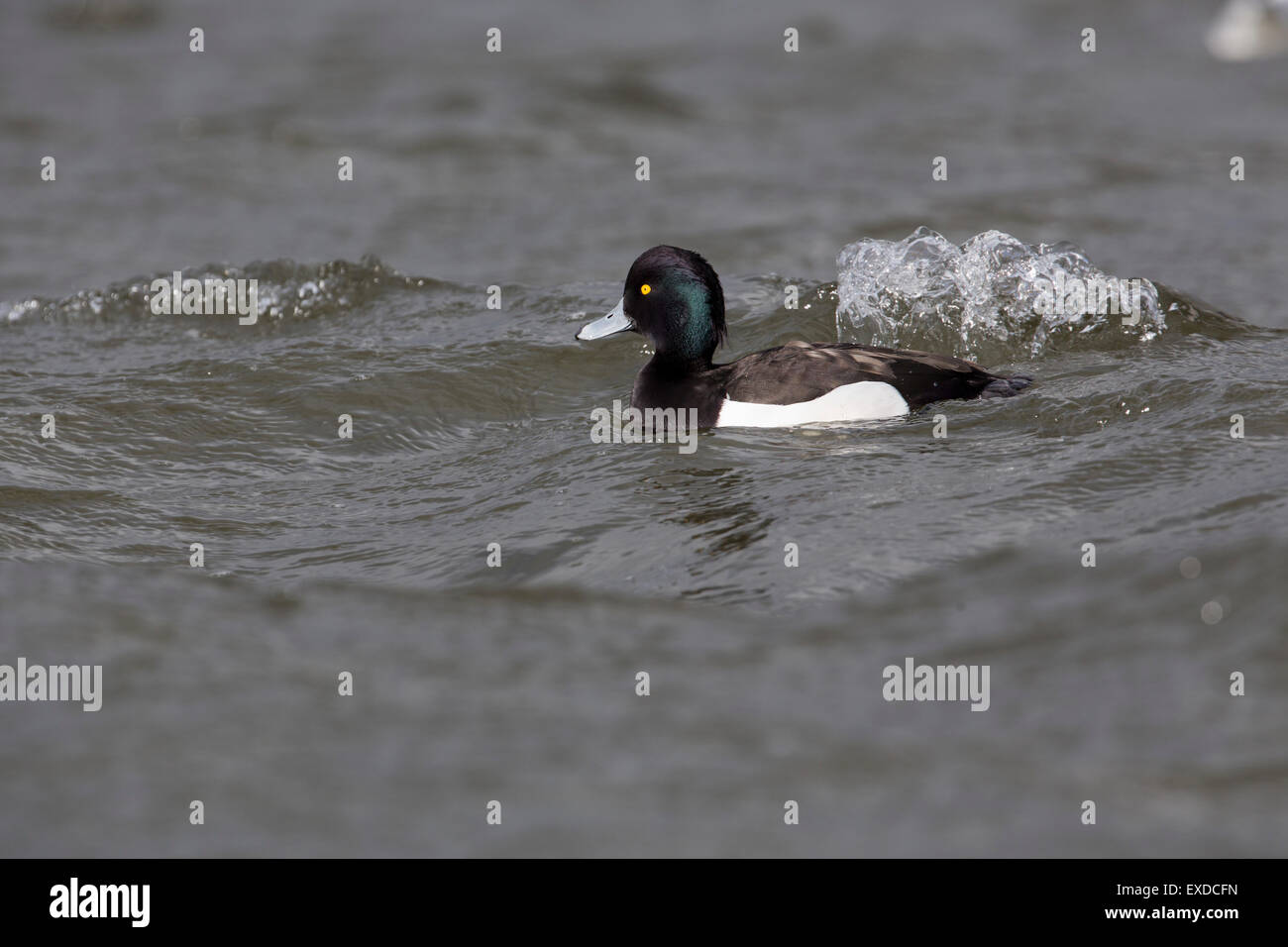 Moretta Aythya fuligula maschio singolo Cornwall, Regno Unito Foto Stock