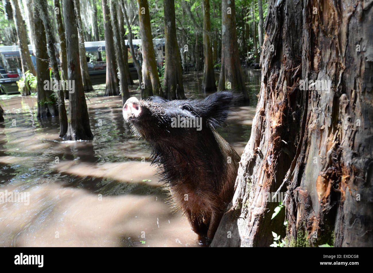 Maiale swamp louisiana new orleans Pearl River Foto Stock