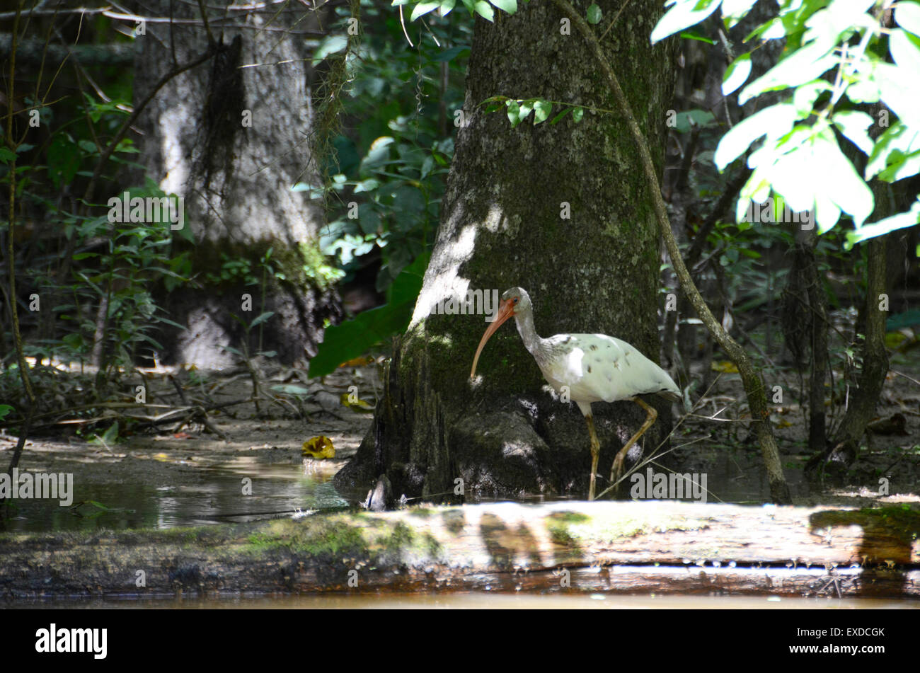 Louisiana Swamp Pearl River bayou new orleans Foto Stock