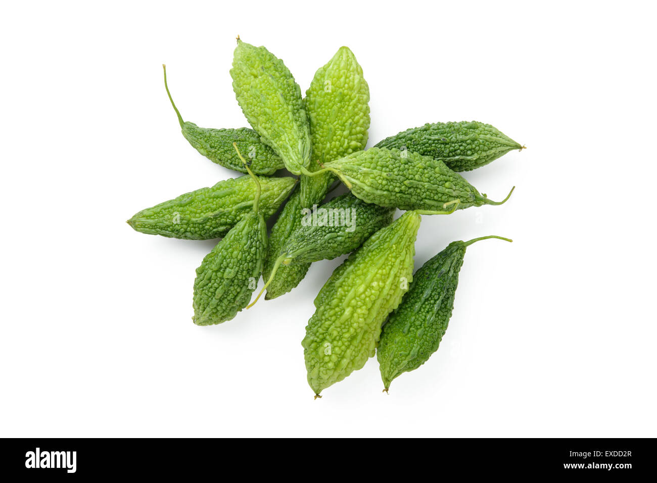 zucca amara Foto Stock