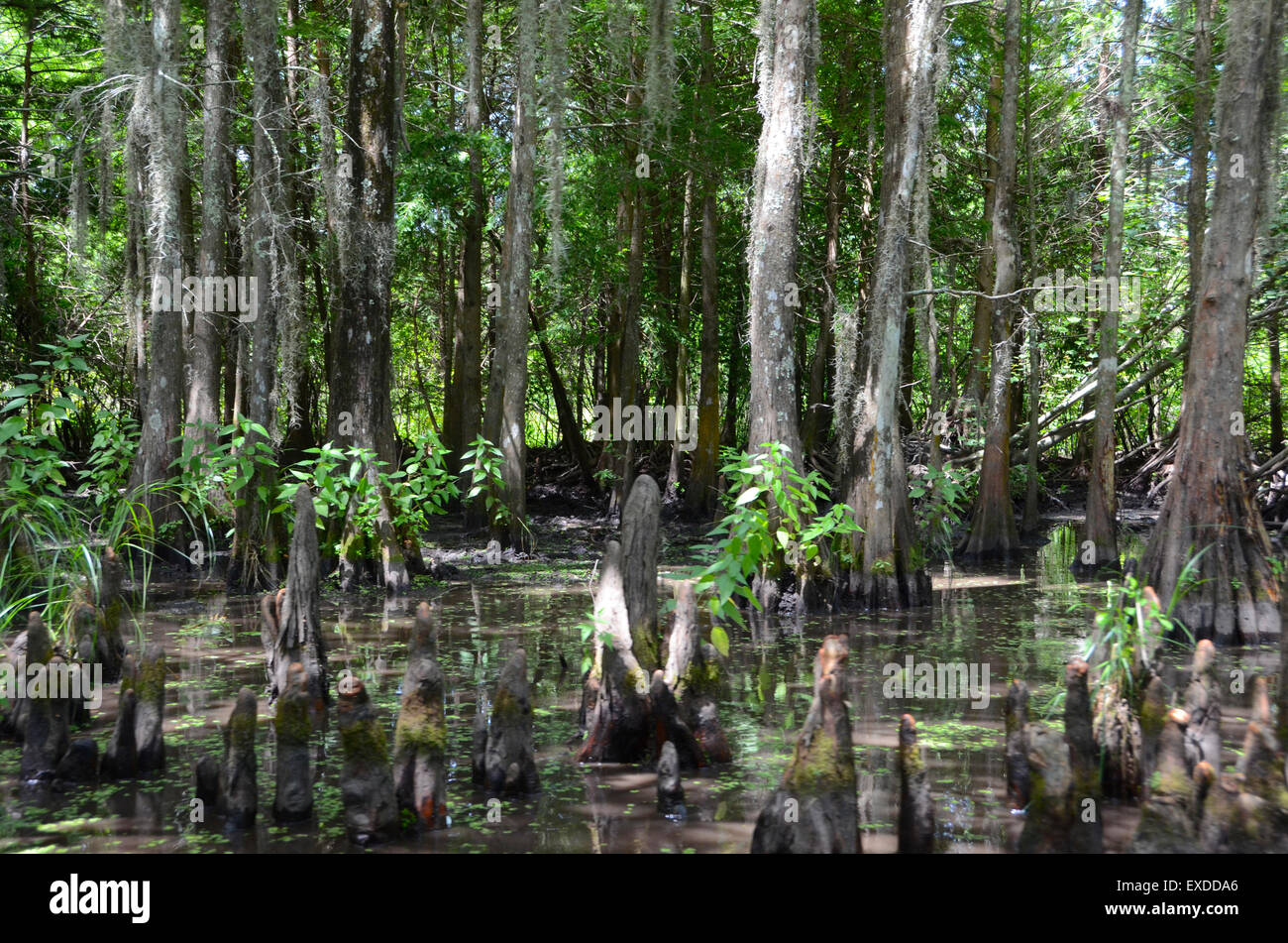 Louisiana Swamp Pearl River bayou new orleans Foto Stock