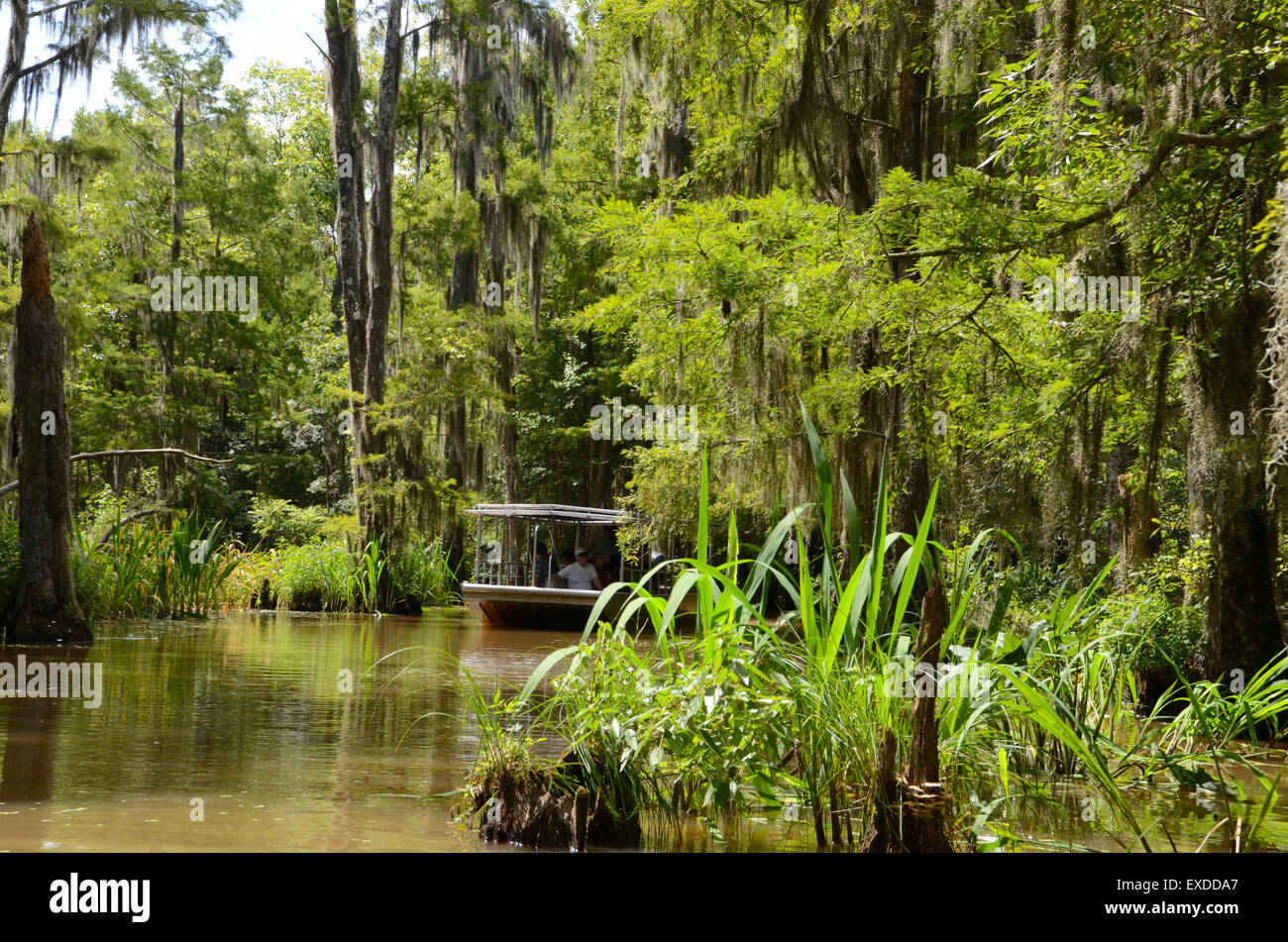 Louisiana Swamp Pearl River bayou new orleans tour in barca Foto Stock