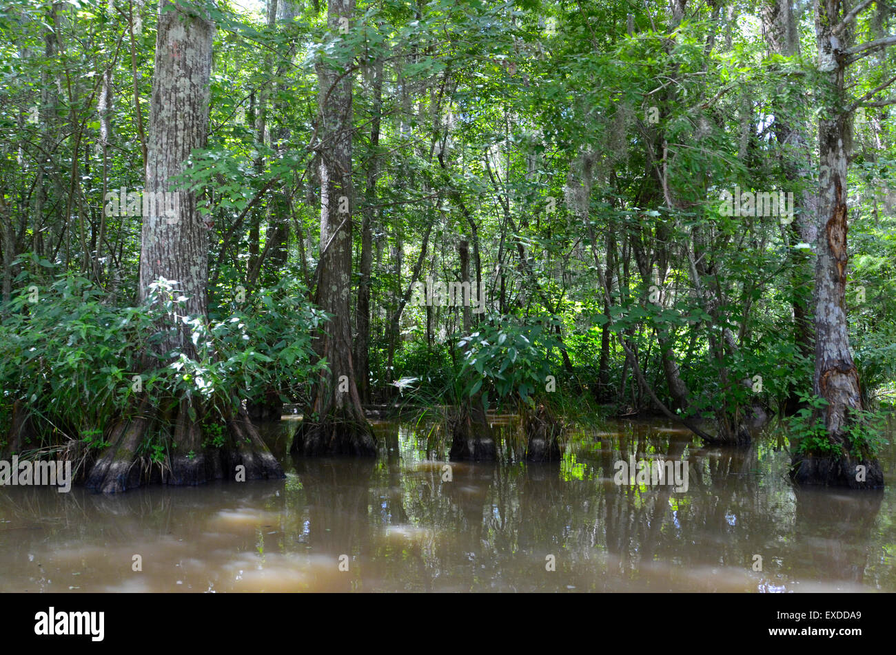 Louisiana Swamp Pearl River bayou new orleans Foto Stock