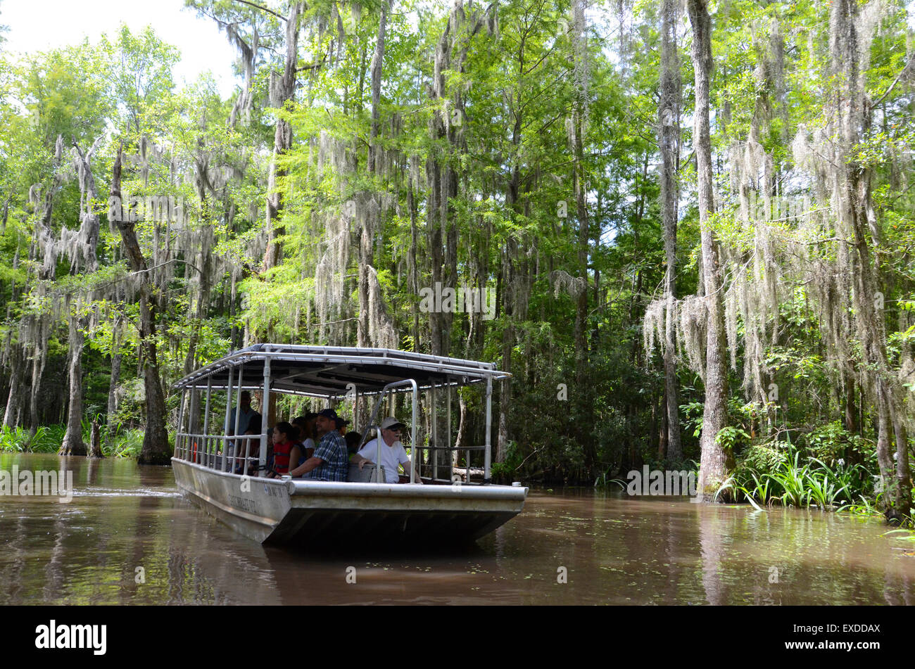Gita in barca della Louisiana Swamp Pearl River bayou new orleans Foto Stock