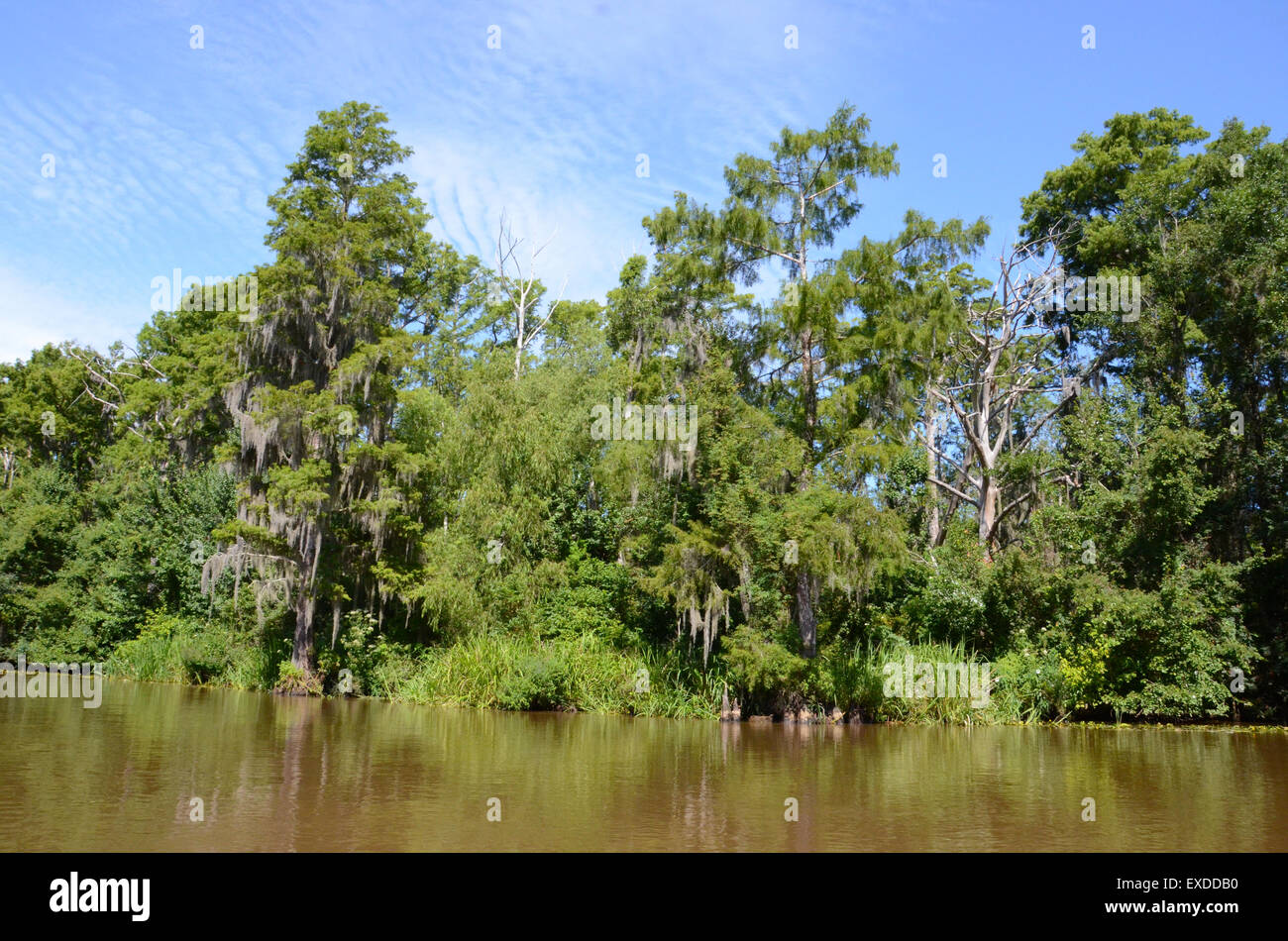 Louisiana Swamp Pearl River bayou new orleans Foto Stock