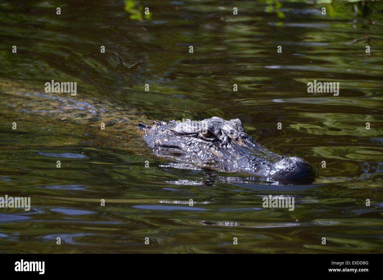Alligatore Louisiana Swamp Pearl River bayou new orleans Foto Stock
