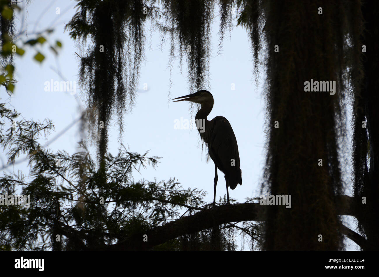 Cicogna Louisiana Swamp Pearl River bayou new orleans Foto Stock