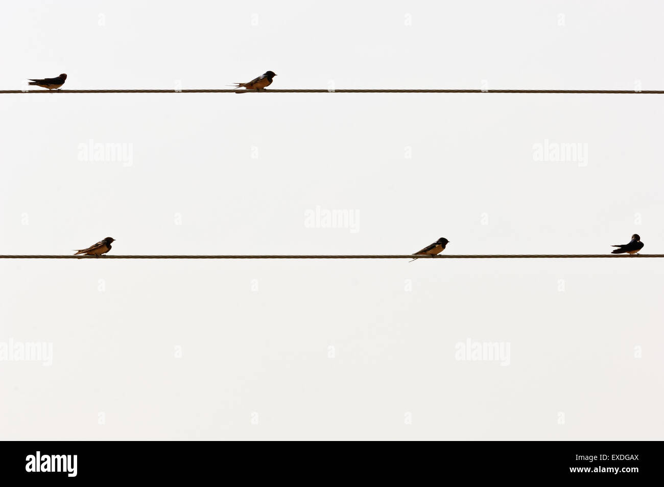 Queen Elizabeth National Park , Uganda.cinque rondini su una linea elettrica. Foto Stock