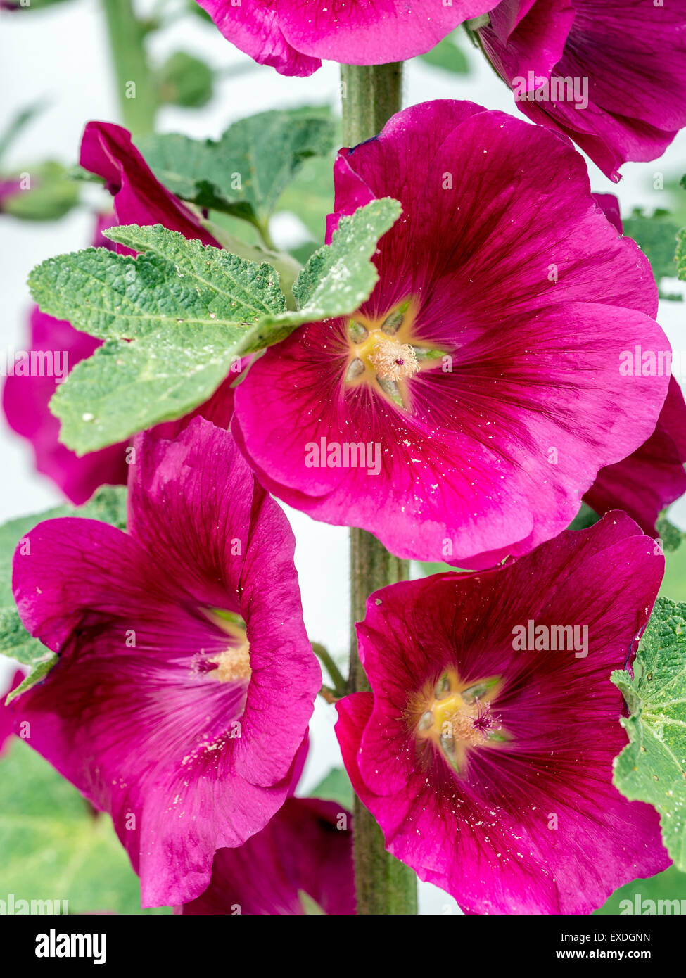 Primo piano della viola hollyhock fiori Foto Stock