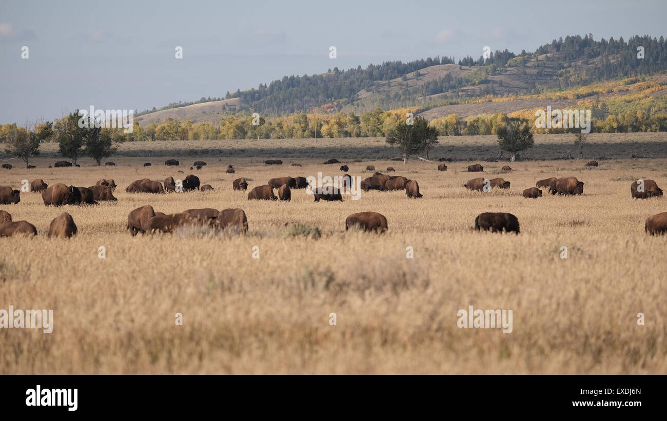 Bison mandria nel Parco Nazionale di Grand Teton, Wyoming USA Foto Stock
