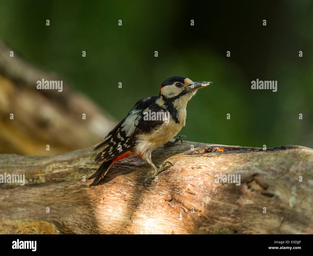Maschio singolo Picchio rosso maggiore (Dendrocopos major) rovistando nel bosco naturale ambiente di campagna. Mangiare mealworm Foto Stock