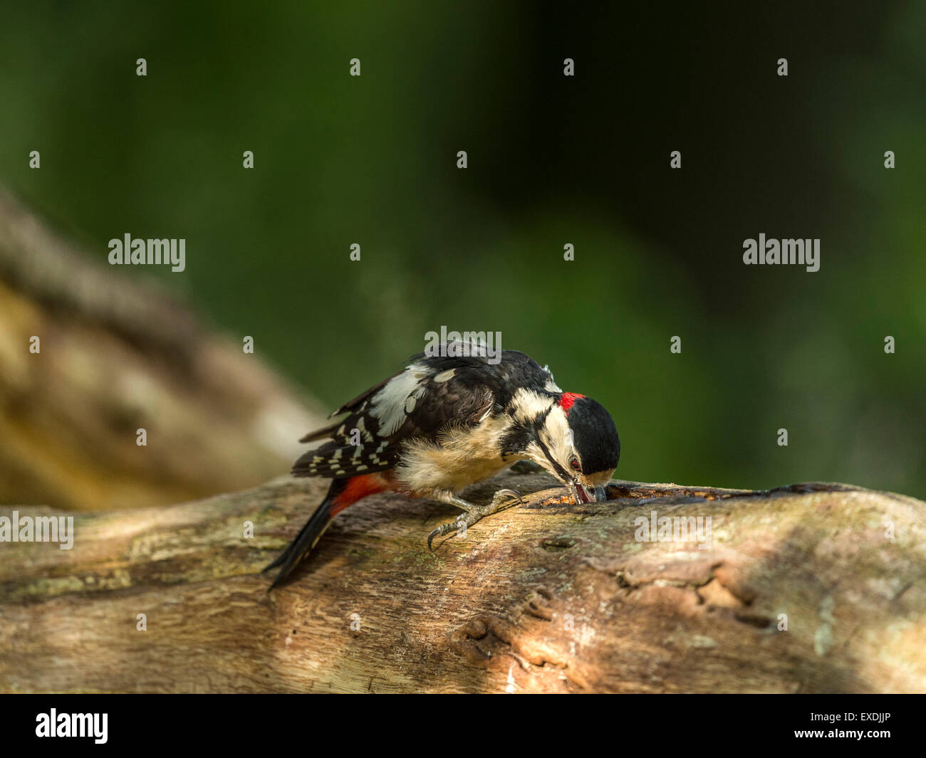 Maschio singolo Picchio rosso maggiore (Dendrocopos major) rovistando nel bosco naturale ambiente di campagna. Bere la linfa degli alberi Foto Stock