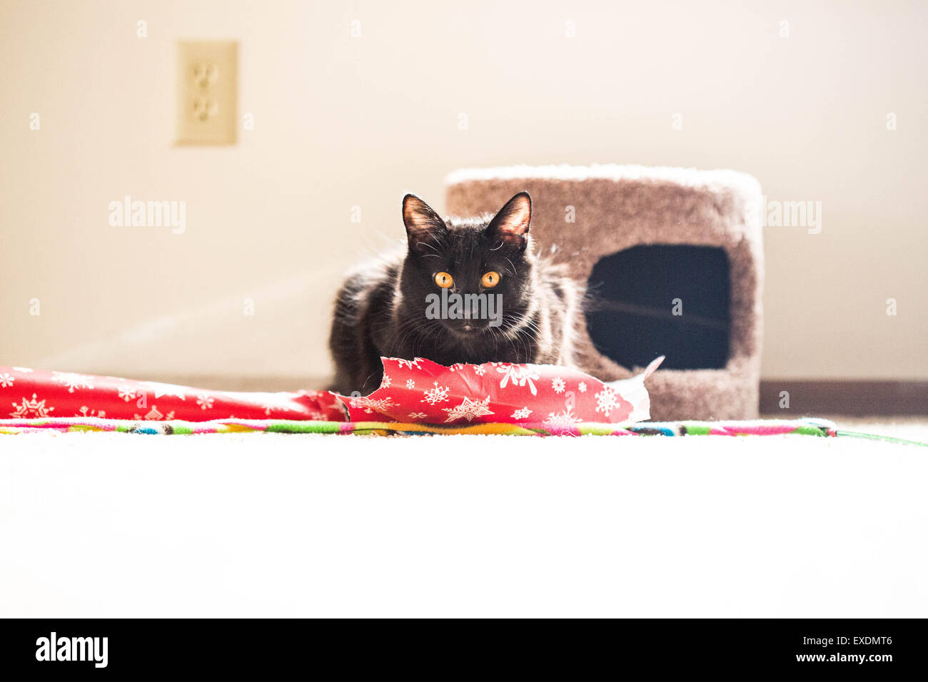 Longhair domestico gatto nero con gli occhi gialli Foto Stock
