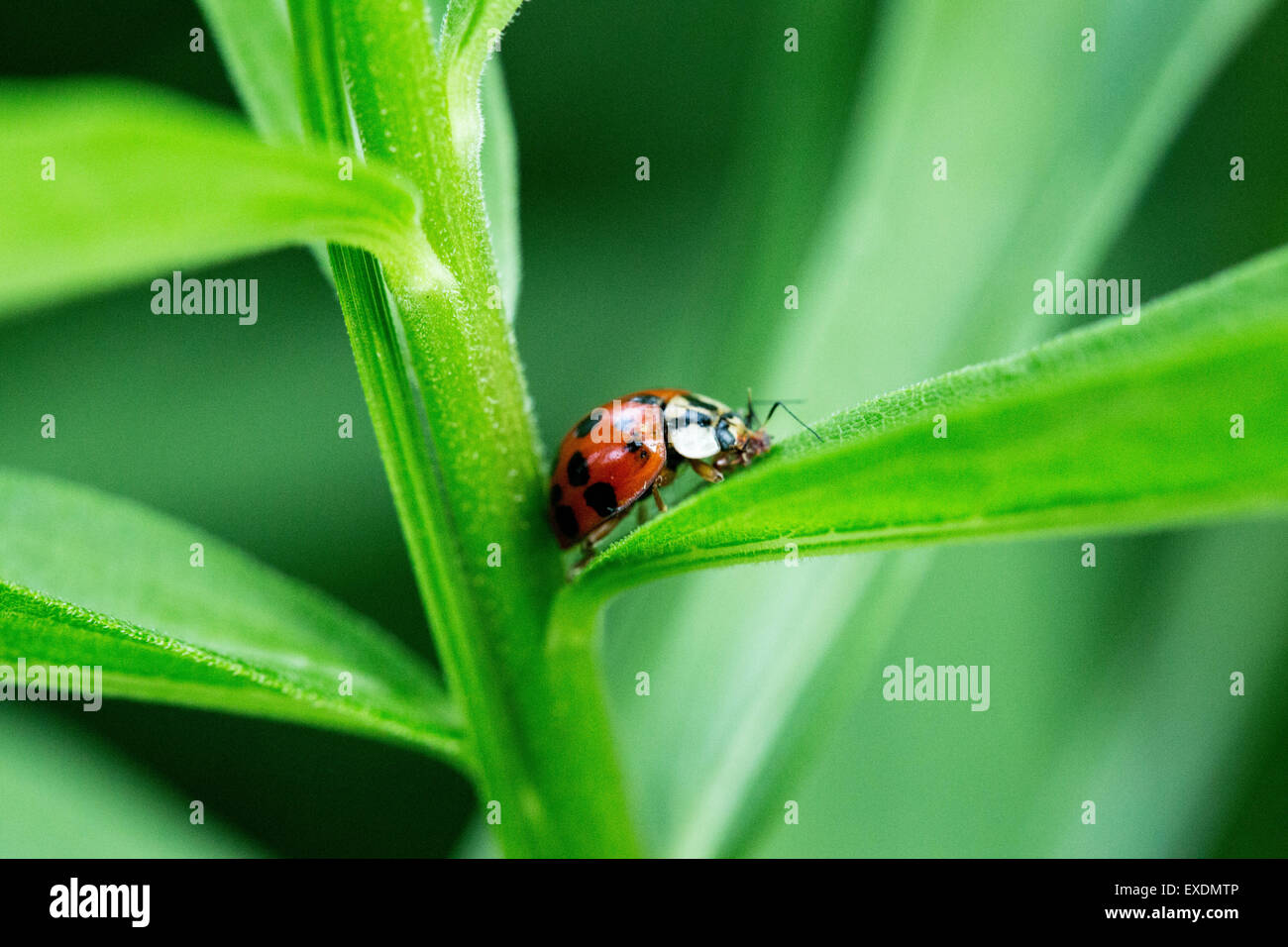 Ladybug su un impianto a Metro Inniswoods Garden Foto Stock
