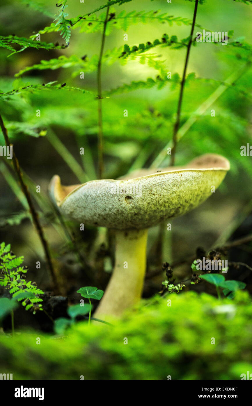 Fungo cresce a Hocking Hills State Park, Ohio Foto Stock