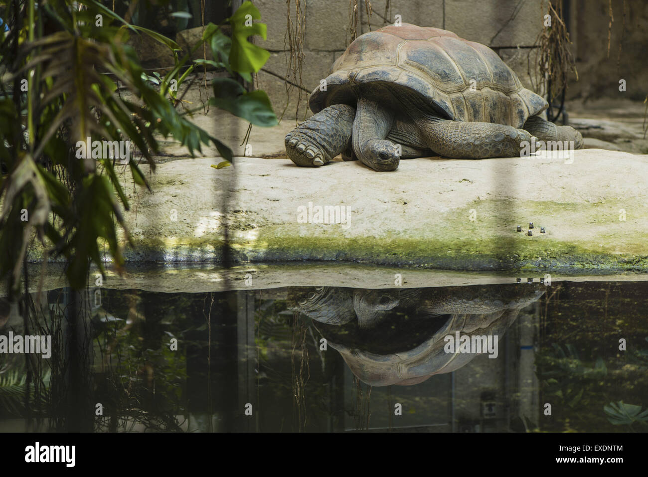 Austria, Vienna, lo Zoo di Schoenbrunn, il Tiergarten, tartaruga Foto Stock