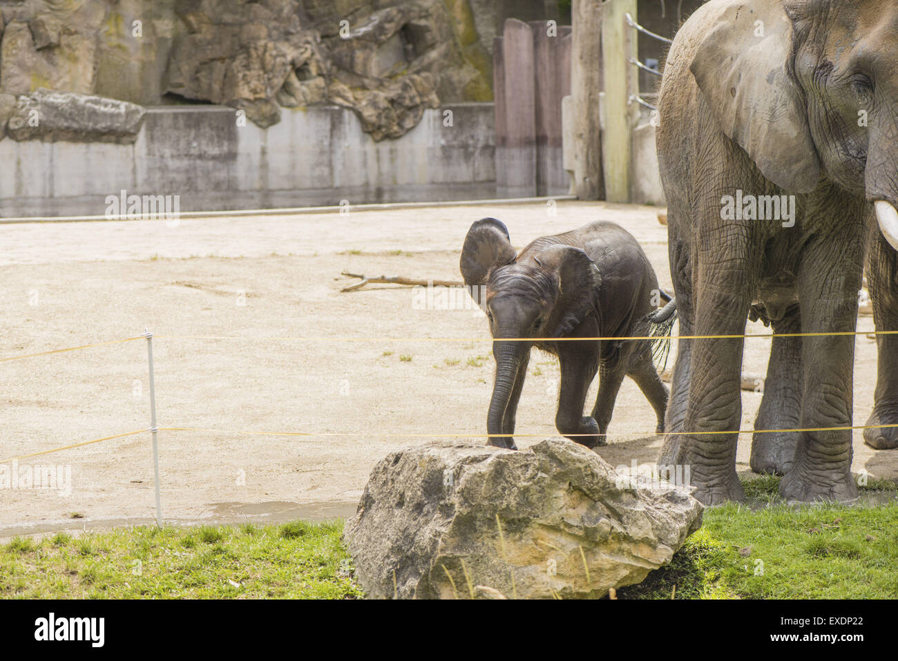 Austria, Vienna, lo Zoo di Schoenbrunn, il Tiergarten, elefanti Foto Stock