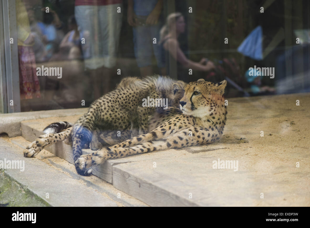 Austria, Vienna, lo Zoo di Schoenbrunn, il Tiergarten, il gepard Foto Stock