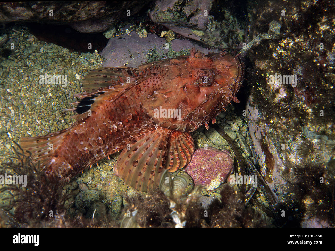 Red scorfani, Scorpaena scrofa, Scorpenidae, Putzu Idu, Sardegna, Italia, Mare Mediterraneo Foto Stock