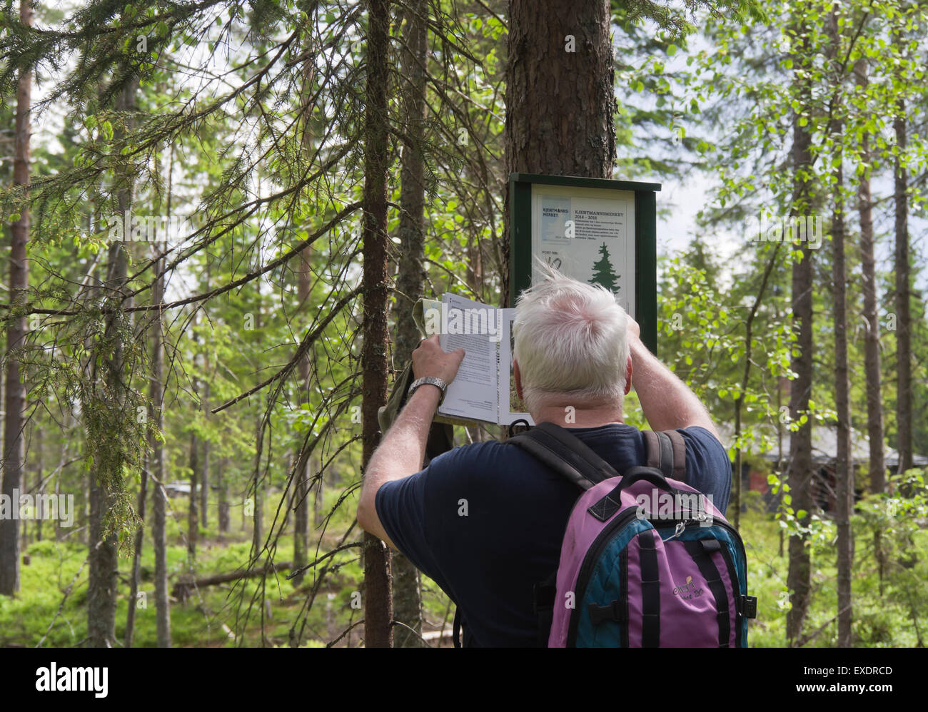 Attivo pensionato all'aperto a raccogliere punti in corrispondenza di un orientamento post nella foresta di Nordmarka in Oslo Norvegia Foto Stock