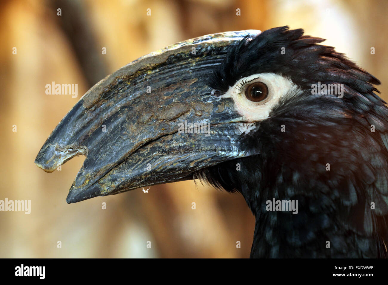 Trumpeter Hornbill (Bycanistes bucinator) presso lo zoo di Liberec nella Boemia settentrionale, Repubblica Ceca. Foto Stock