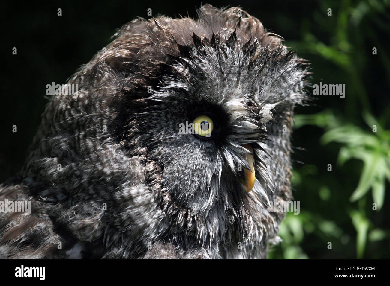 Grande grigio allocco (Strix nebulosa) presso lo zoo di Liberec nella Boemia settentrionale, Repubblica Ceca. Foto Stock