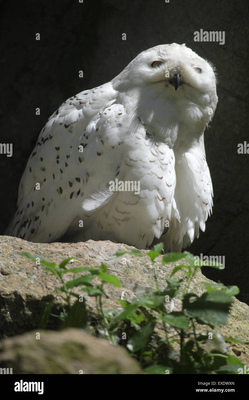 Civetta delle nevi (Bubo scandiacus) presso lo zoo di Liberec nella Boemia settentrionale, Repubblica Ceca. Foto Stock