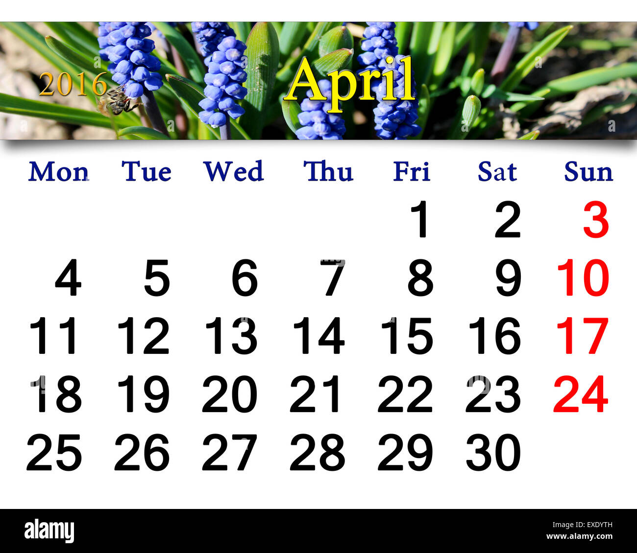 Calendario per il mese di aprile 2016 con nastro di fioritura muscari Foto Stock