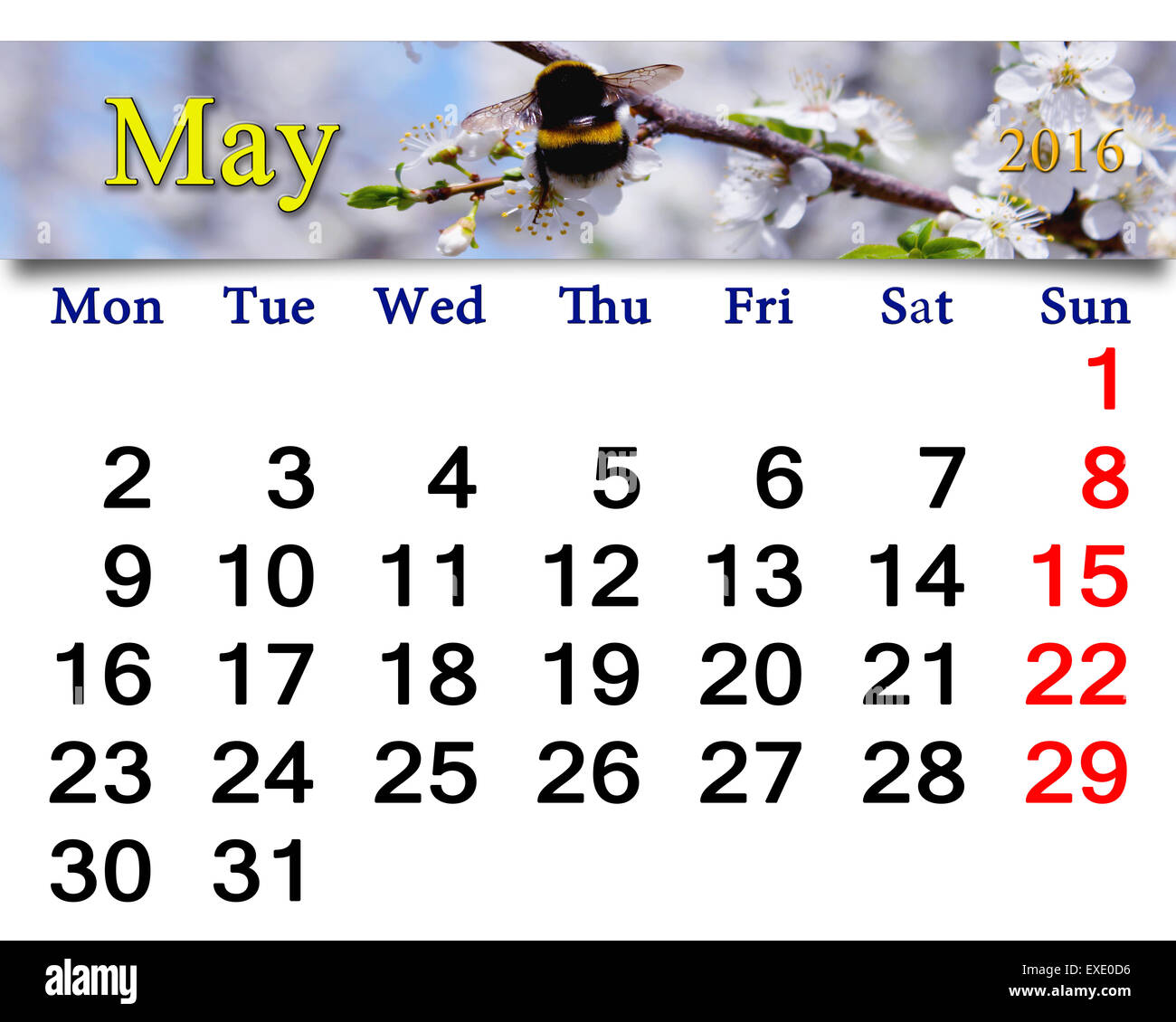 Calendario per il mese di maggio 2016 sullo sfondo di flying bumblebee Foto Stock